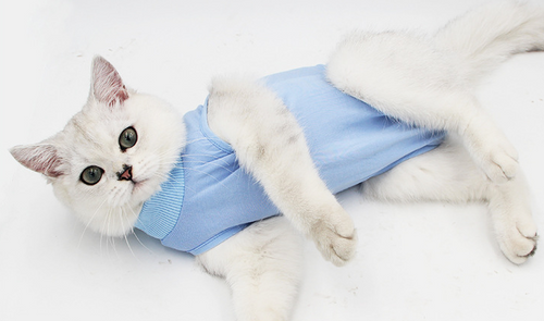 Cat Surgery Recovery Suit, Keeps Pet from Licking Wounds; Color and Size Options - bnotebuzz
