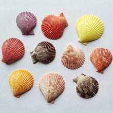 Load image into Gallery viewer, 120g Natural Turbo Seashell Sea Conch Hermit Crab House Aquarium Decorations
