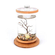 Load image into Gallery viewer, 360 Degree Rotating Glass Mini Fish Tank, Bamboo Base; 3 Options Available - bnotebuzz
